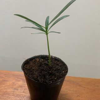 ラカンマキ 観葉植物 植物苗 ②