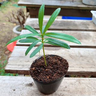ラカンマキ 観葉植物 植物苗 ③