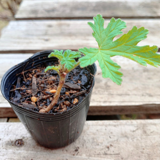 ローズゼラニウム 植物苗 ミント ゼラニウム