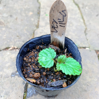 レモンバーム 植物苗 ミント