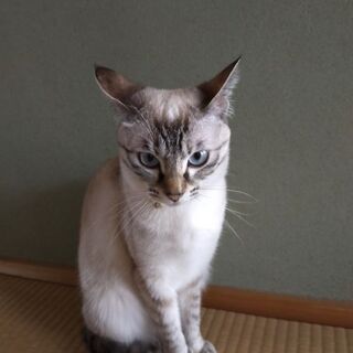 家族として一緒に暮らせてくれる方