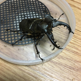 ミヤマクワガタ　♂B品　2匹。
