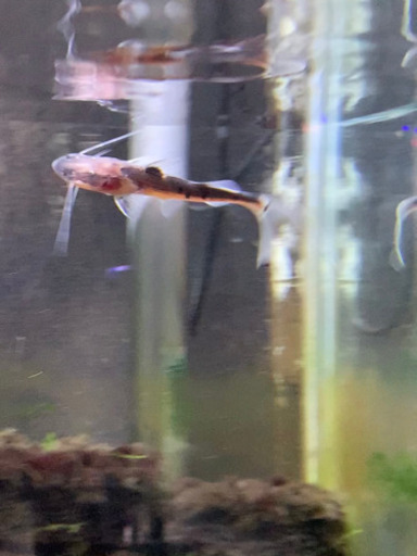 ゼブラキャット　ベビー