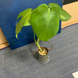 観葉植物 モンステラ 葉っぱ ハート型 加湿の画像