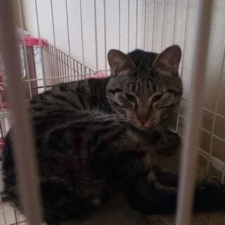 キジ猫の雄です！１歳の琉李です❗️