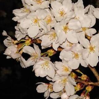 女性のお友達募集です✩