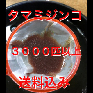 タマミジンコ3000匹！酸素ボンベで充填！