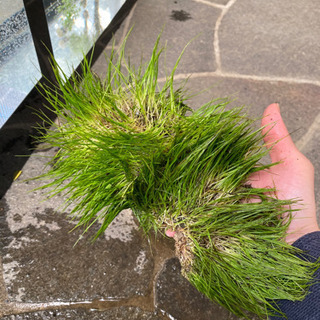 ヘアーグラス水中葉