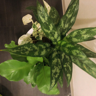アグラオネマ・マリア　他【観葉植物】