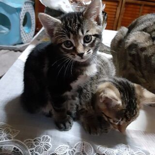 生後２ヶ月仔猫の里親募集