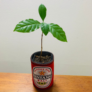 コーヒーの木 苗木 観葉植物 植物苗