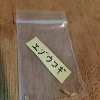 エゾウコギ(シベリア朝鮮人参、Siberian Ginseng）種子 3粒の画像