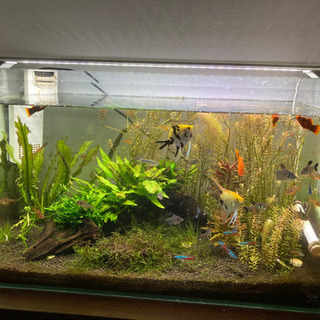 60センチ規格水槽　　生体込みの画像