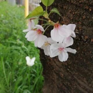 通信制高校