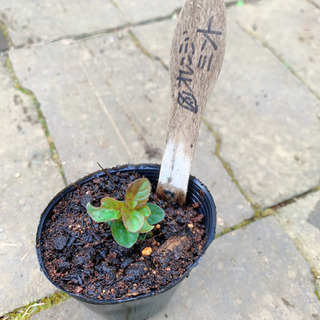 オレンジミント 植物苗 ミント ハーブ