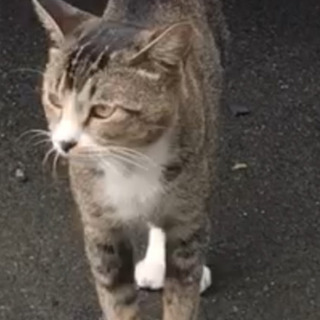 迷子猫です