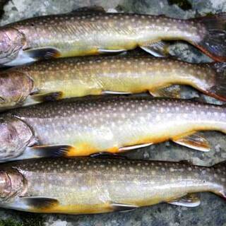 初心者の方で岩魚/山女魚釣りに興味のある方へ。竿も持った事の無い...