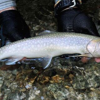 初心者の方で岩魚/山女魚釣りに興味のある方へ。竿も持った事の無い方でも未経験の方で2名までの限定です。 - 友達