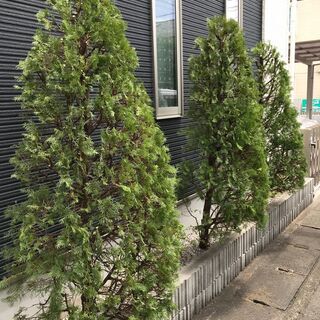 植木の剪定や刈込、草刈り、伐採などお庭のお手入れ承ります！ - 剪定/造園