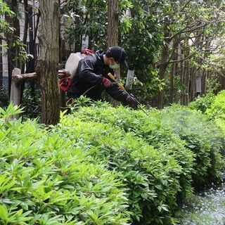 植木の剪定や刈込、草刈り、伐採などお庭のお手入れ承ります！ - 綾瀬市