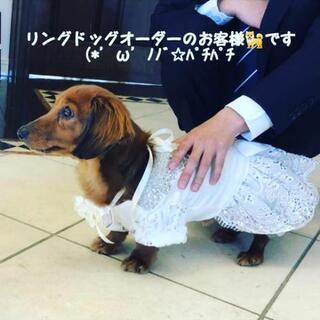 リングドッグオーダー結婚式用犬用受付中💍🐶💒 - 冠婚葬祭