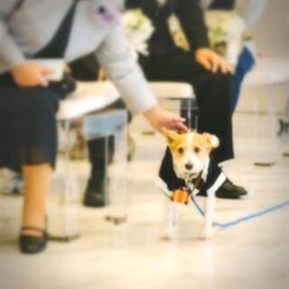 リングドッグオーダー結婚式用犬用受付中💍🐶💒 − 宮城県