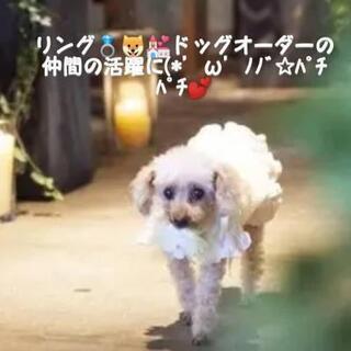 リングドッグオーダー結婚式用犬用受付中💍🐶💒 - 地元のお店