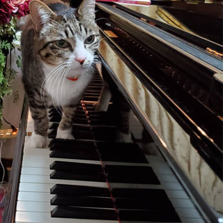 みゅーじっく🎵あかでみー