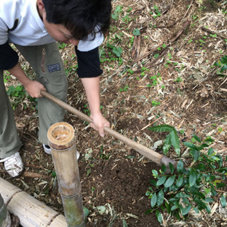  メンマ用のたけのこ       たけのこ掘り体験は終了