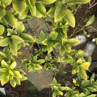 たまたま金柑　土なしの画像