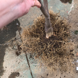 たまたま金柑　土なし