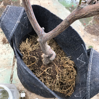 たまたま金柑　土なしの画像