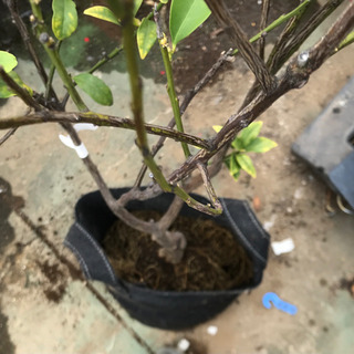 たまたま金柑　土なしの画像