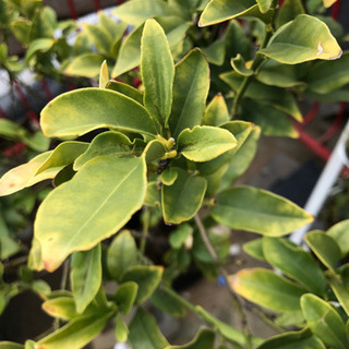 たまたま金柑　土なしの画像