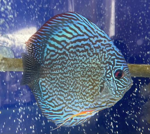 ジャイアントフローラルディスカス Giant Flora Discus – Top Fin Aquatics