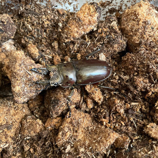 モセリオウゴンオニクワガタ♂新成虫