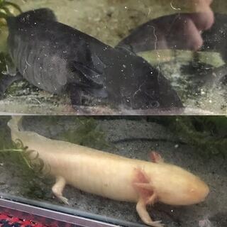 終了　ウーパールーパー