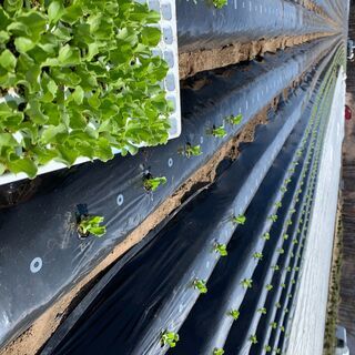 高原野菜のアルバイトの画像