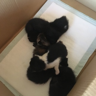 子猫が6匹いました　飼主不在確認済み　保健所