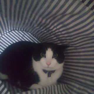飼い猫探してます