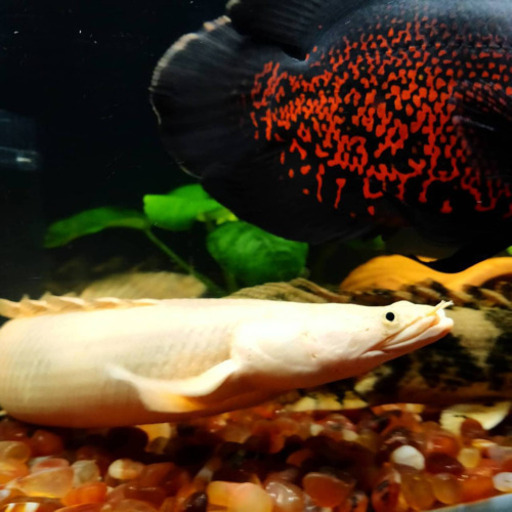 プラチナエンドリーケリー