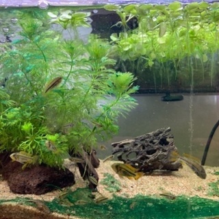 稚魚　アピストグラマ　5匹