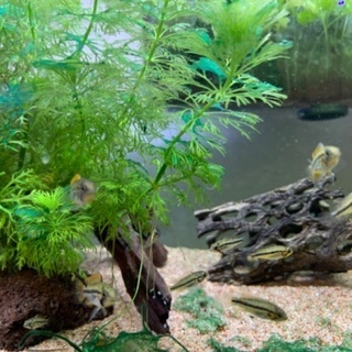 稚魚　アピストグラマ　5匹の画像