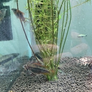 稚魚　アピストグラマ　5匹の画像