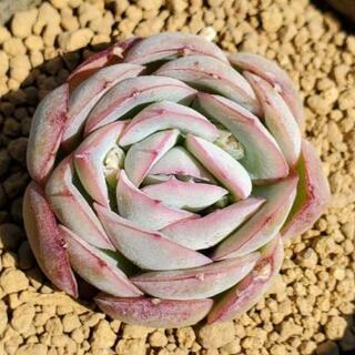 ストロベリーアイス　多肉植物　韓国苗