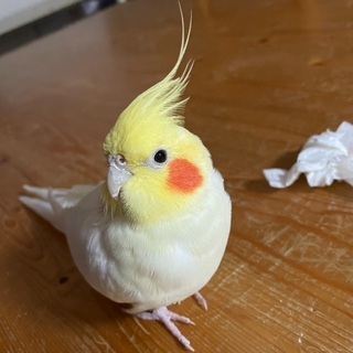 オカメインコ(ルチノー)を探しています！