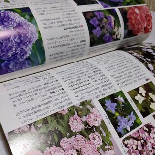 差し上げます。。お花の好きな方お待ちしております。の画像