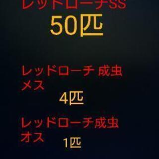 レッドローチ繁殖セット