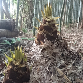 和歌山県産　たけのこ　タケノコ　筍　完全無農薬　健康　自粛　4キロ　