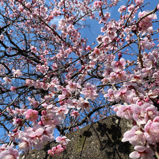 来週〜募集！🌸
